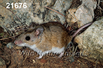 Peromyscus-leucopus tornillo